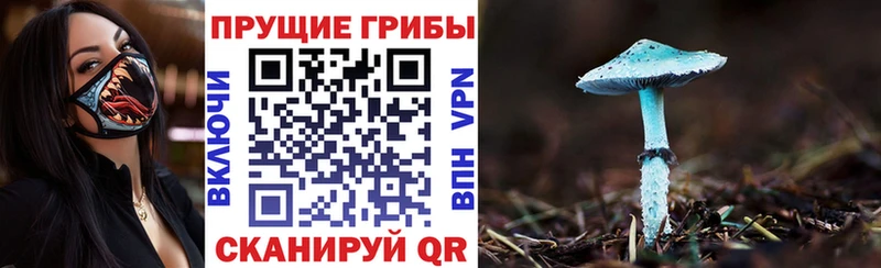 Псилоцибиновые грибы Psilocybine cubensis  Елец 